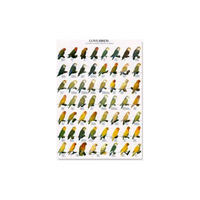 Poster Agaporniden 01 (68x98cm)
