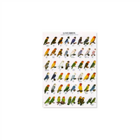 Poster Agaporniden 02 (68x98cm)