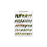 Poster Australische Parkieten (68x98cm)