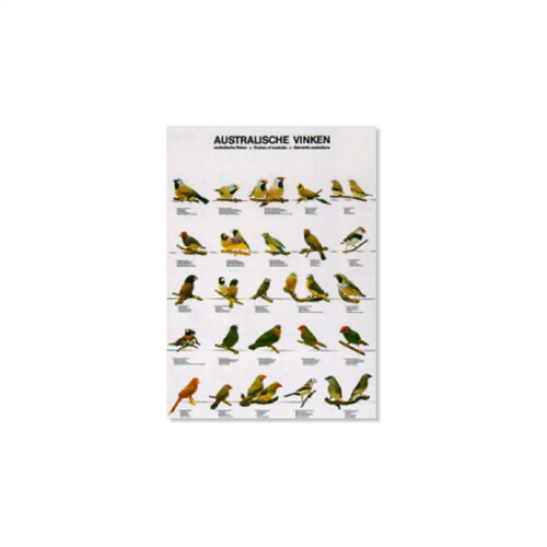Poster Australische Vinken (49x68cm)