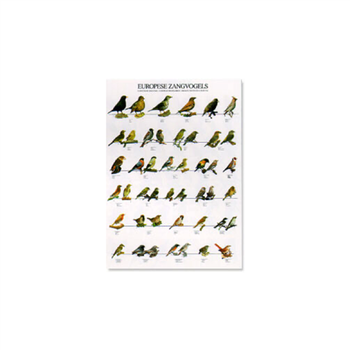 Poster Europese Zangvogels (68x98cm)