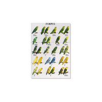 Poster Forpus (49x68cm)