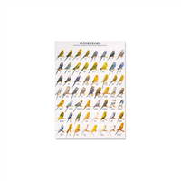 Poster Grasparkieten (68x98cm)