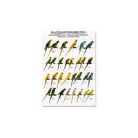 Poster Halsbandparkieten (68x98cm)