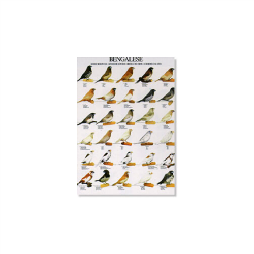 Poster Japanse Meeuwtjes (49x68cm)