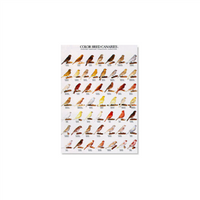 Poster Kleurkanaries 01 (68x98cm)