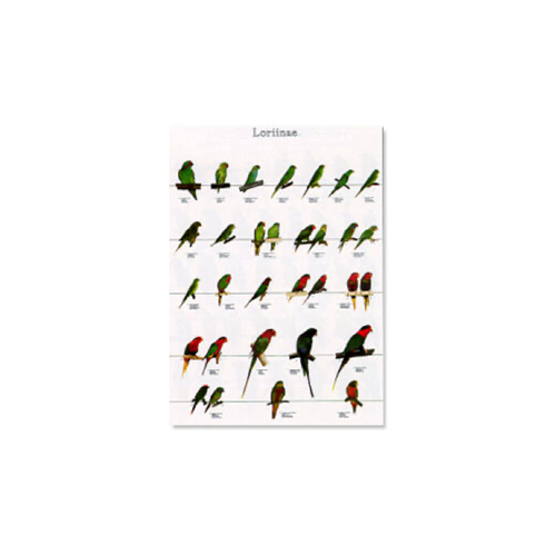 Poster Lori's 03 (68x98cm)