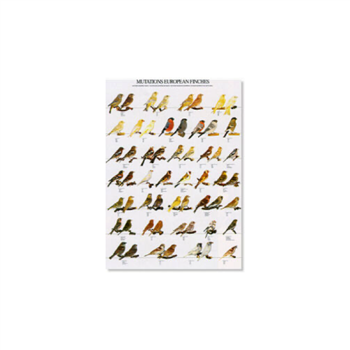 Poster Mutaties Europese Vinken (68x98cm)