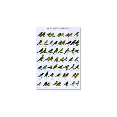 Poster Zuid Amerikaanse Vinken (68x98cm)